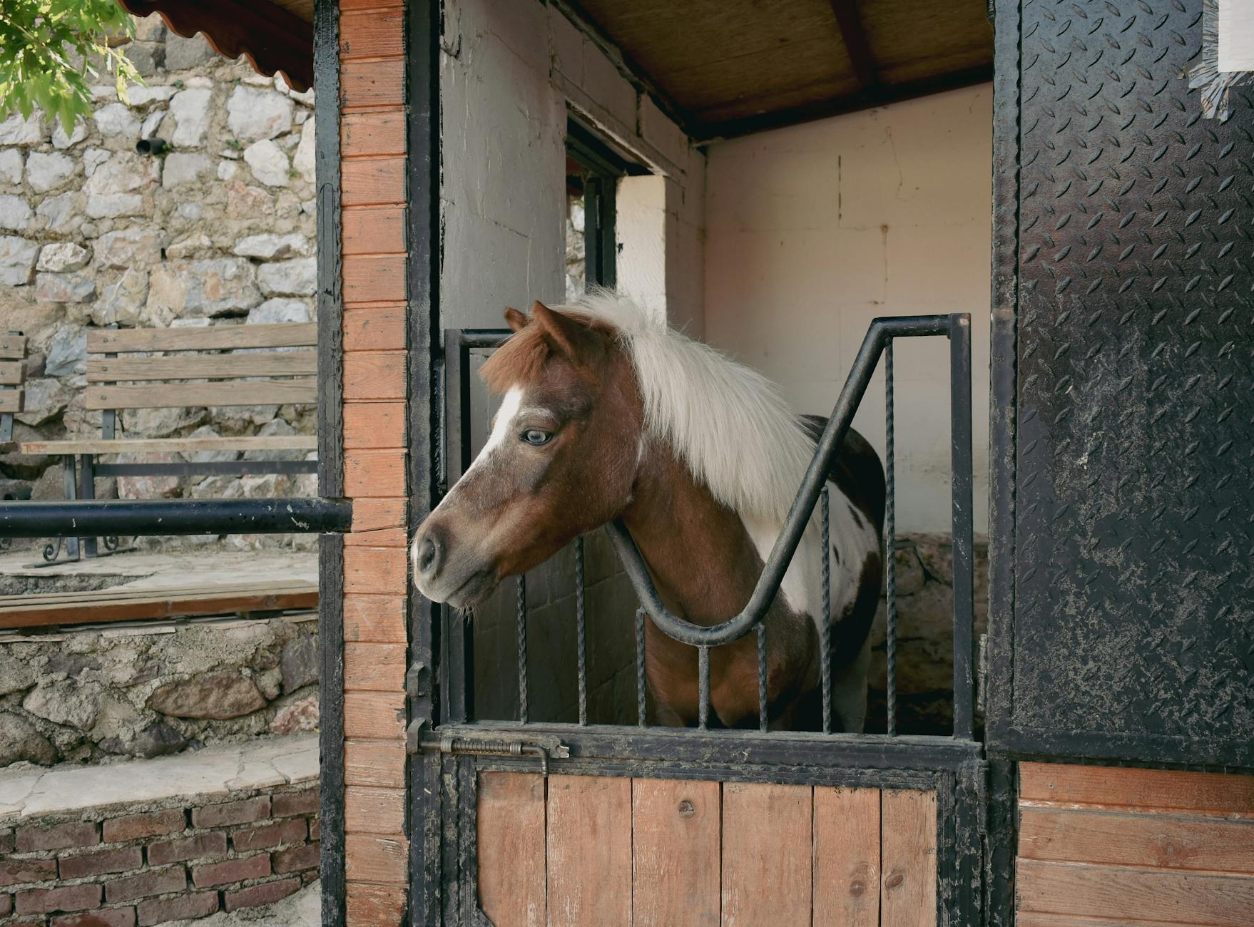 Brązowo-biały koń spokojnie stojący w jasnej, przydomowej stajni