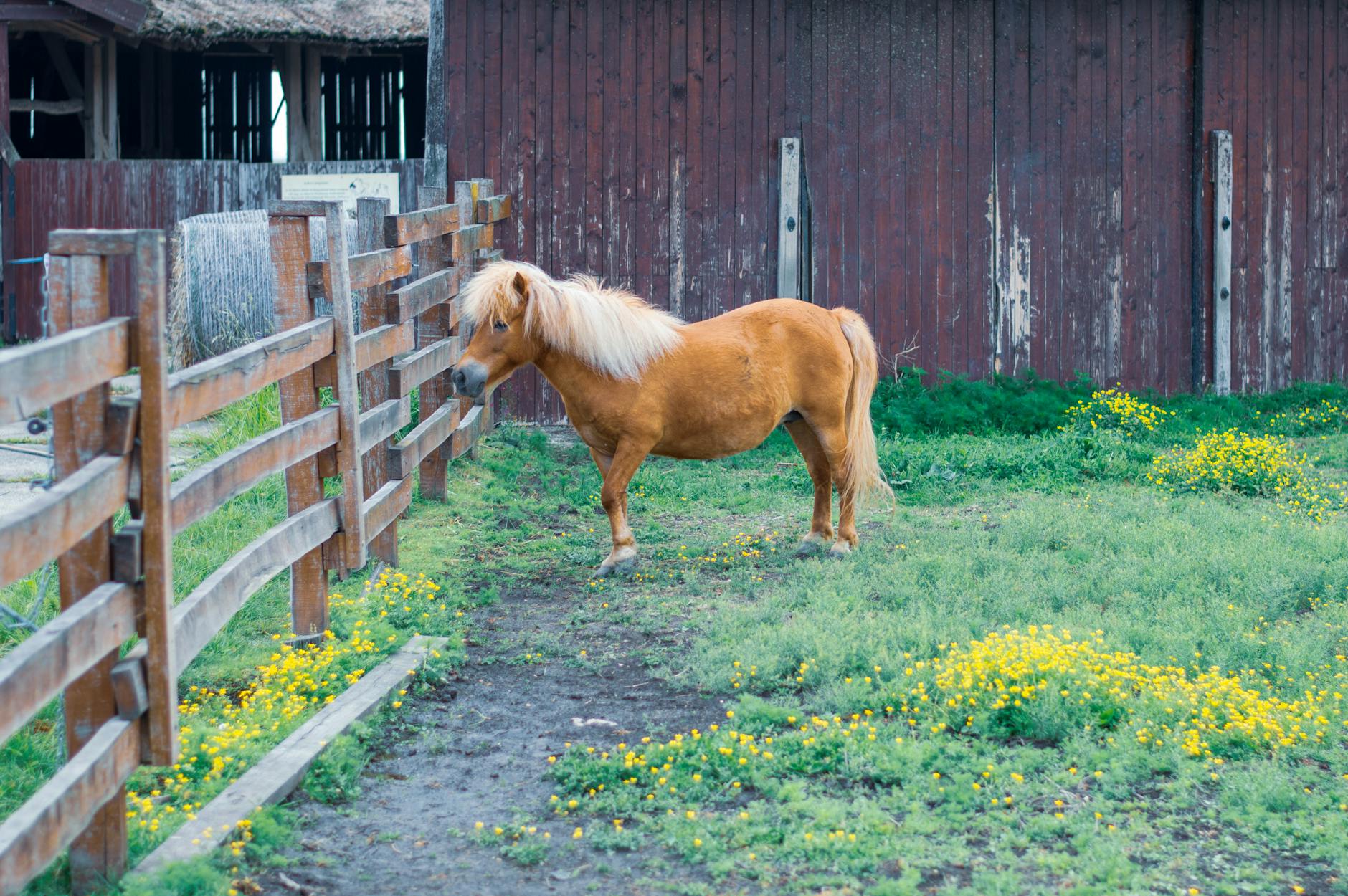 Brązowy kucyk przy drewnianym ogrodzeniu na wiejskim podwórzu z żółtymi kwiatami